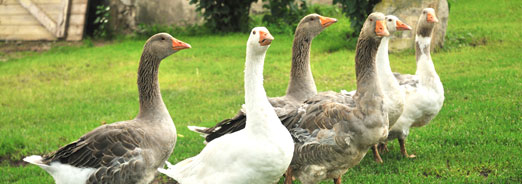 L'essentiel sur les canards, oies et dindes