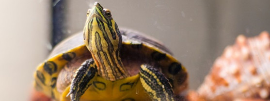 petite tortue jaune, verte et noire