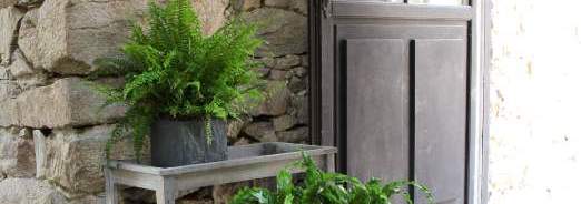 Entretien et soins des plantes d'interieur