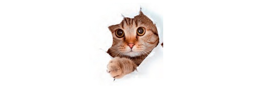 Accueillir son chat