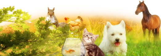 animaux