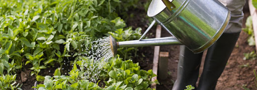 Economiser l'eau au potager