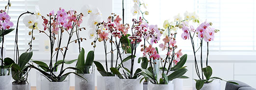 Choisir son orchidée