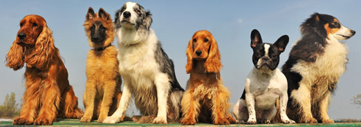 Choisir son chien
