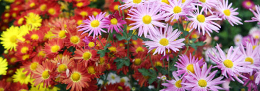 Le chrysanthème