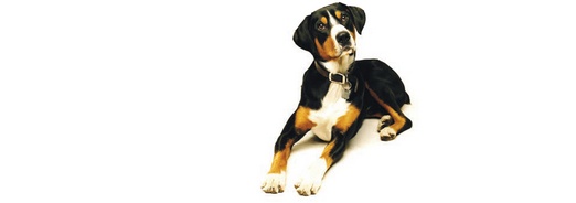 Nourrir son chien