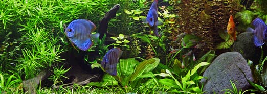 Créer un aquarium