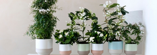 Les fleurs blanches parfumées