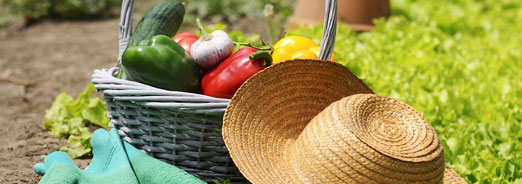 Réalisez votre 1er potager