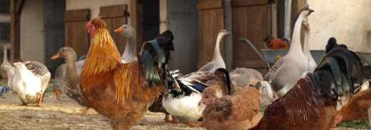 animaux-de-la-ferme
