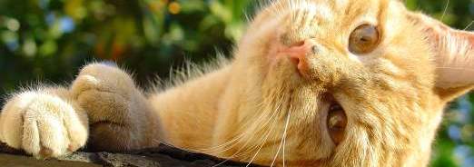 chats