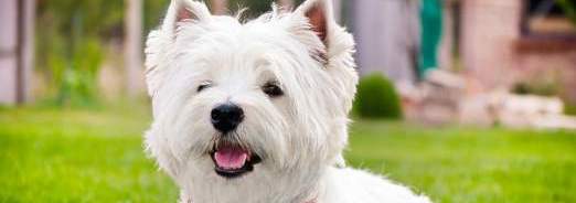 chiens
