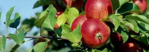 les-fruitiers