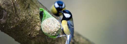 oiseaux-de-la-nature
