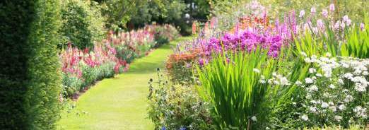 les-plantes-a-fleurs