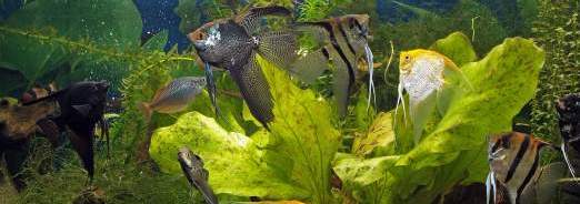 poissons