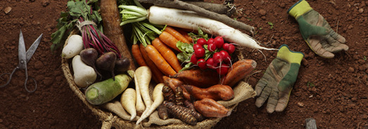 les-legumes