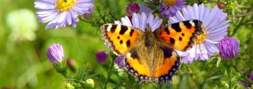 Favoriser la biodiversité