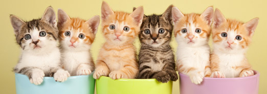 Choisir son chat