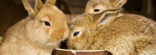 L'essentiel sur les lapins