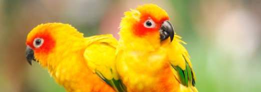 Elever des oiseaux exotiques