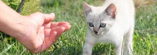 Comment choisir les bonnes croquettes pour votre chaton ?