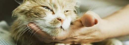 Quelles croquettes choisir pour votre chat stérilisé ?