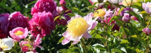 La pivoine