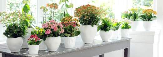 les-plantes