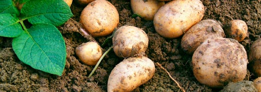 Les pommes de terre