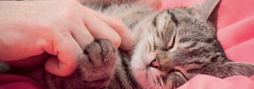 Prendre soin de son chat