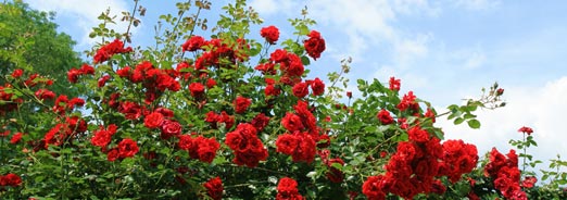Les rosiers : les cultiver et les entretenir