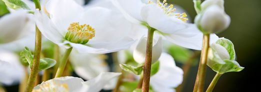 La Rose de Noël (Hellébore)