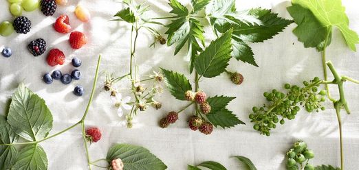 les Plantes grimpantes fruitières