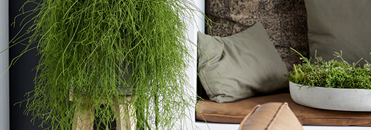 Le Rhipsalis