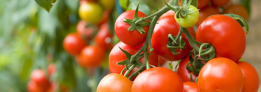 Les tomates