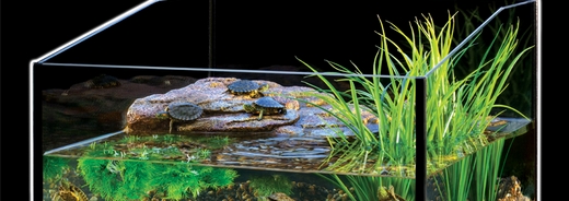 Tortue