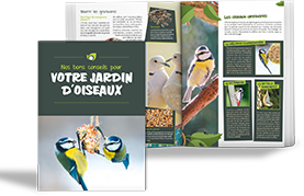 guide pour les petits oiseaux