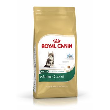 croquettes pour chat maine coon royal canin