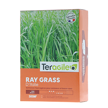 Semence fourragère ray grass italie teragile