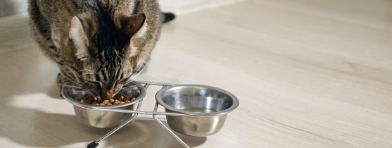 chat qui mange des croquettes dans sa gamelle