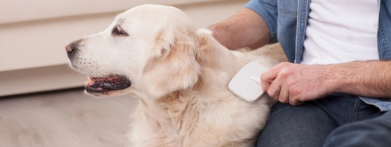 homme qui brosse son chien