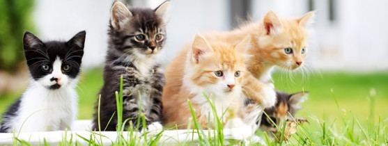 5 chatons dans un jardin