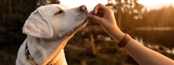 main d'un humain qui donne une croquette a un chien