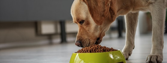 chien qui mange ses croquettes dans une gamelle