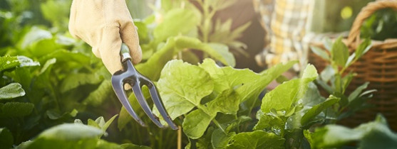 personne au potager