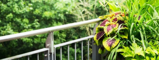 balcon avec plantes