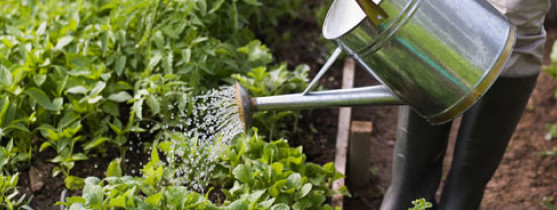 personne qui arrose son jardin avec un arrosoir