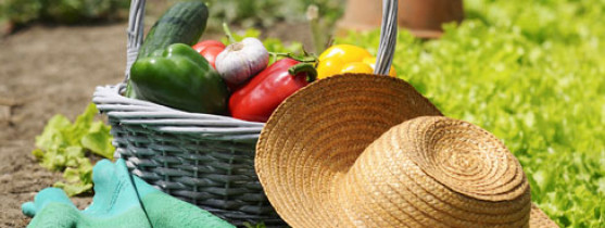 chapeau en osier et panier rempli de légumes