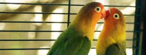 Cage oiseaux sur pied : perruche et grande perruche